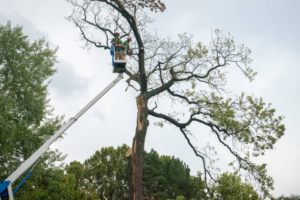 Best Palm Tree Trimming  in Bryan, TX