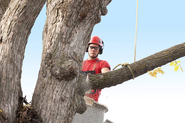 Best Fruit Tree Pruning  in Bryan, TX